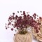 Dark Red 70 Pcs Dried Babys Breath Pressed Flowers Bulk.Vacuum-Packed Mini Dried Babies Breath Flowe Specimen +2 Tweezers, for Resin Art /DIY Making Wedding Card/ Home Party Decor.